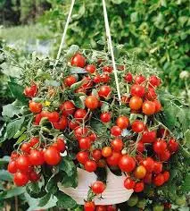 Cherry Péndulo rojo