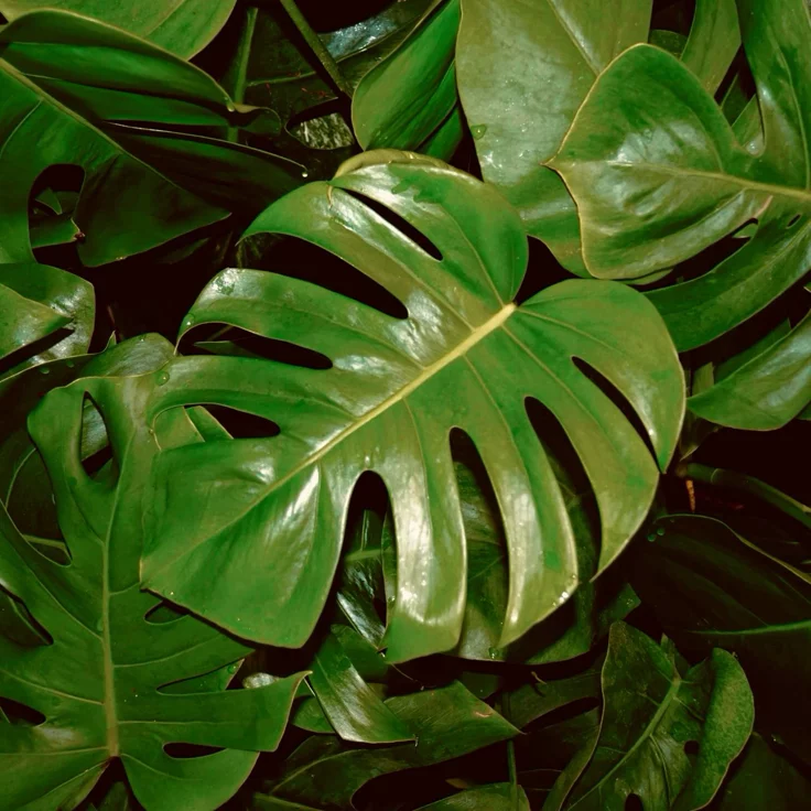 mis plantas online