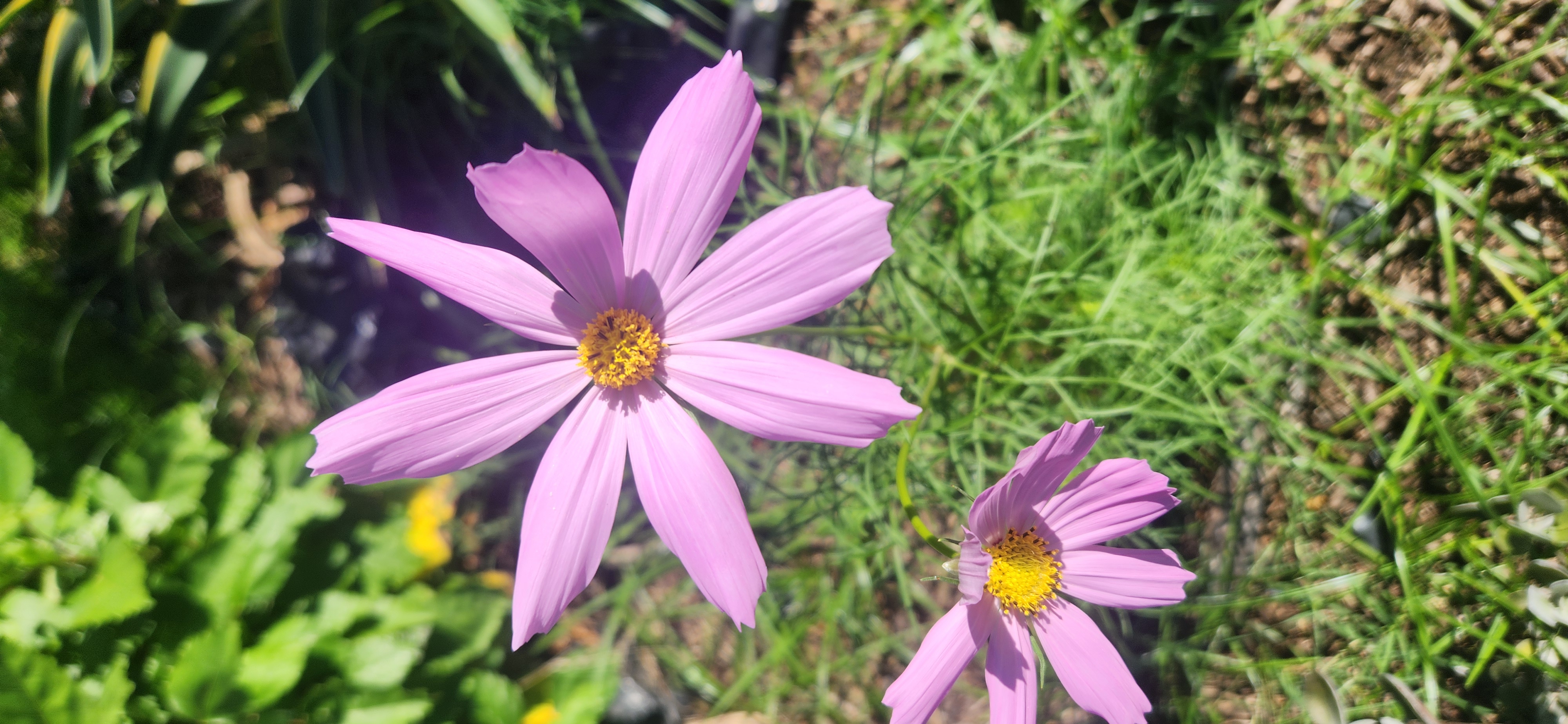 Semillas de Cosmos Bipinatus