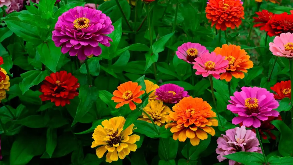 Semilla de Zinia mix de colores, simples y dobles